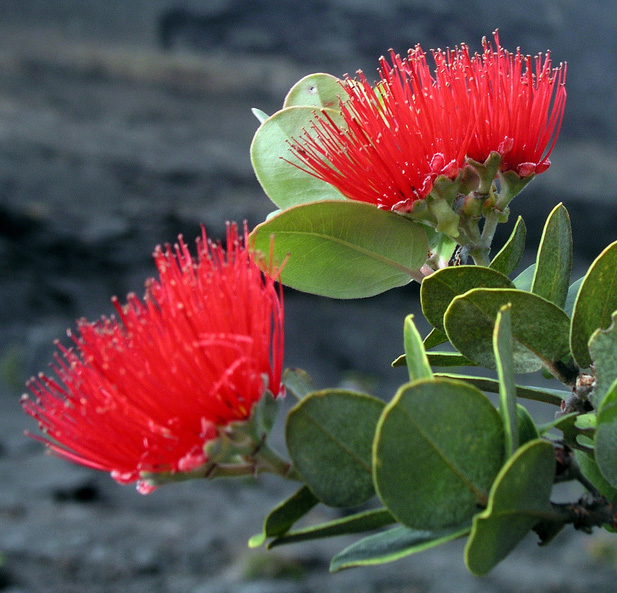 ohia blossom